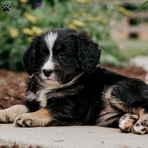 Delilah, Mini Bernedoodle Puppy