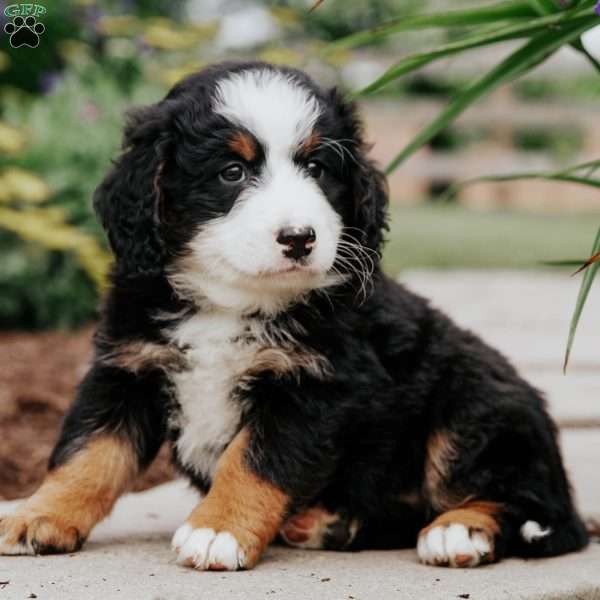 Denver, Mini Bernedoodle Puppy