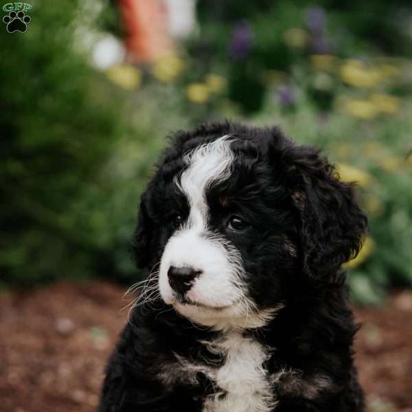 Diva, Mini Bernedoodle Puppy