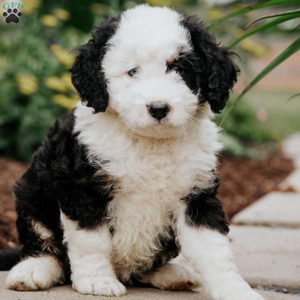 Dolly, Mini Bernedoodle Puppy