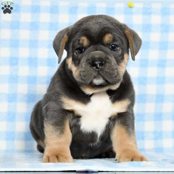 Dozer, Beabull Puppy