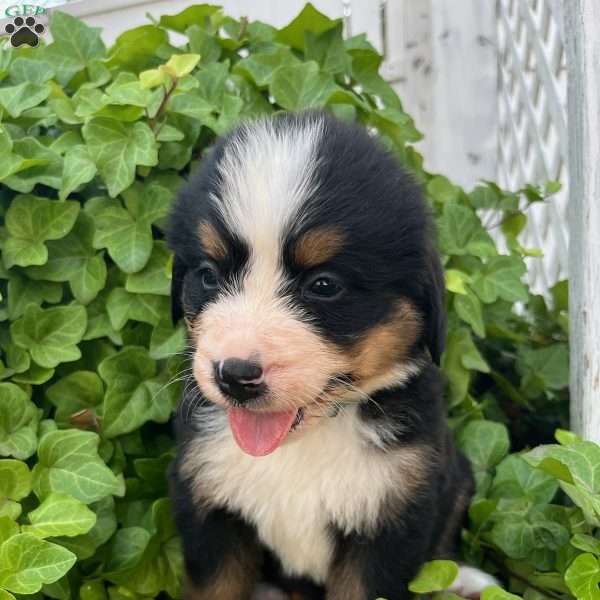 Everest, Bernese Mountain Dog Puppy