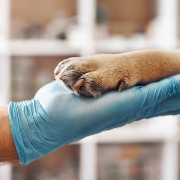 gloved hand holding dog paw at the vet