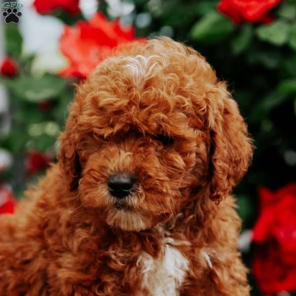 Boston, Mini Goldendoodle Puppy