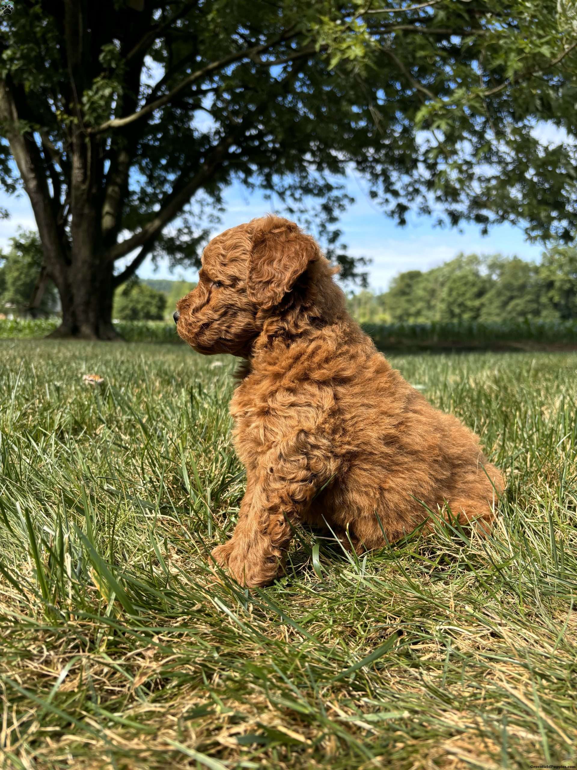 Hank - Mini Goldendoodle Puppy For Sale In Pennsylvania