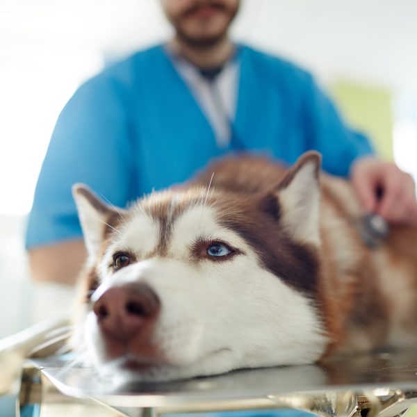 husky lying on exam table at the vet