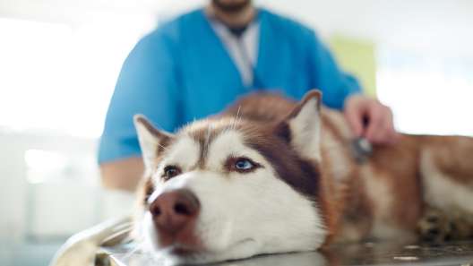 What to Know About Pyoderma in Dogs