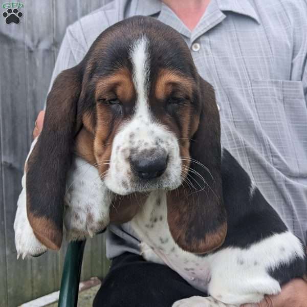 Libby, Basset Hound Puppy