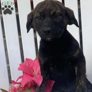 Milkyway, Labrador Mix Puppy