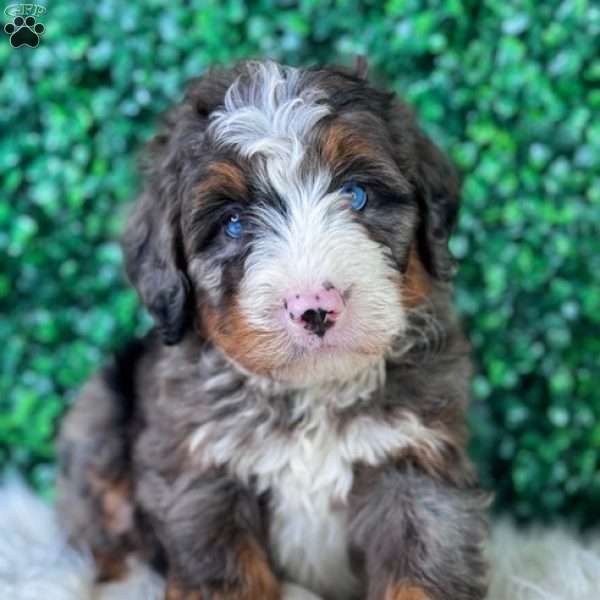 Harley, Mini Bernedoodle Puppy