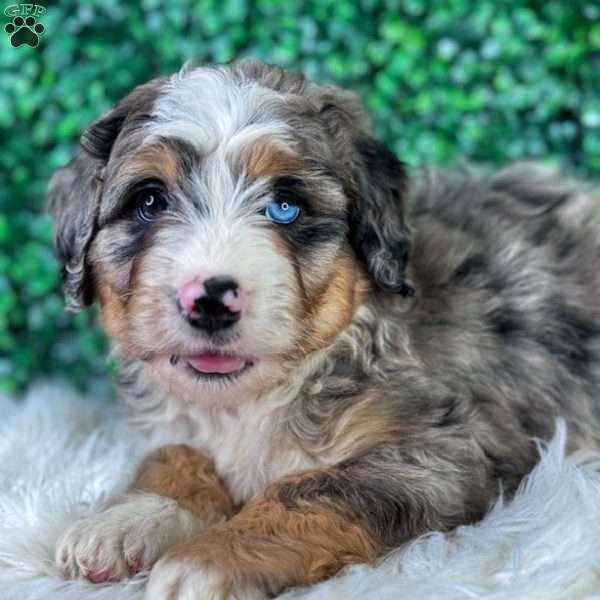 Koda, Mini Bernedoodle Puppy