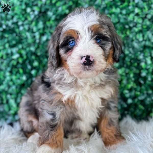 Maggie, Mini Bernedoodle Puppy