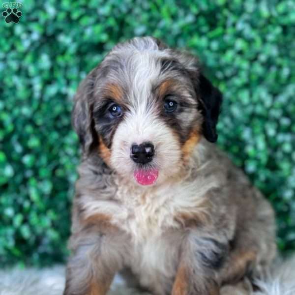 Coco, Mini Bernedoodle Puppy