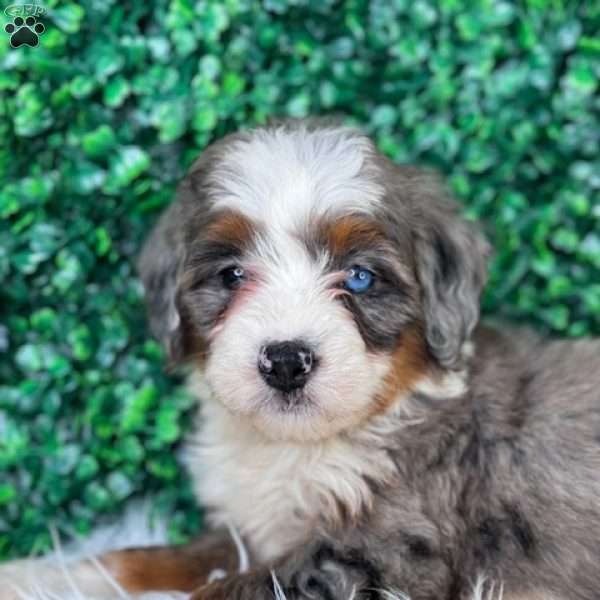 Lily, Mini Bernedoodle Puppy