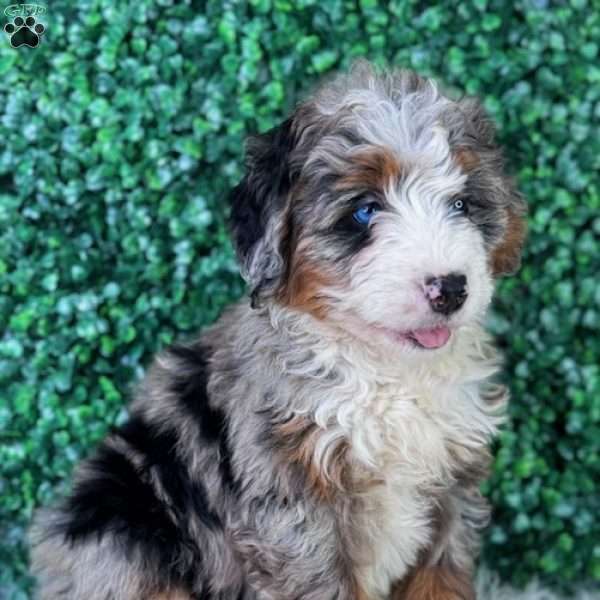 Zoey, Mini Bernedoodle Puppy