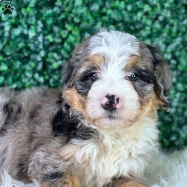 Bruno, Mini Bernedoodle Puppy