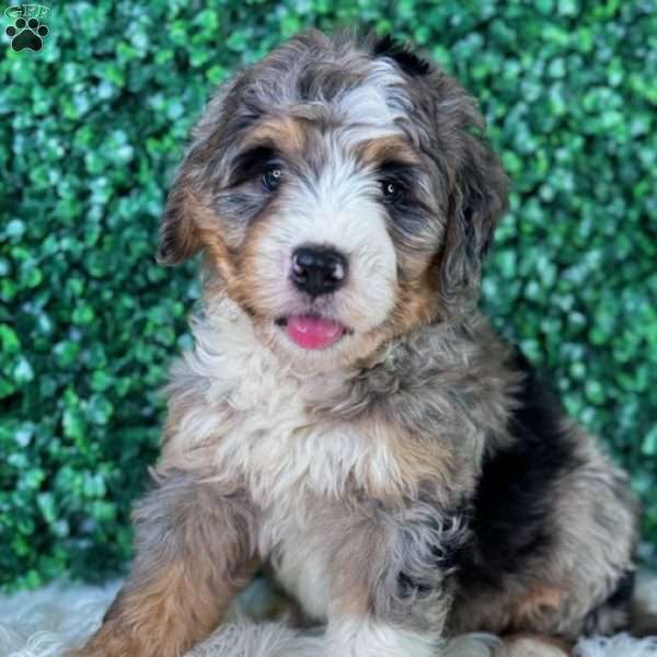 Max, Mini Bernedoodle Puppy