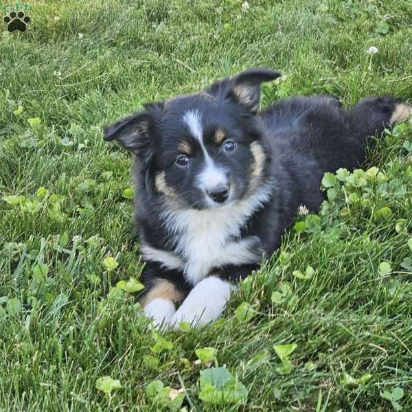 Harper, Miniature Australian Shepherd Puppy