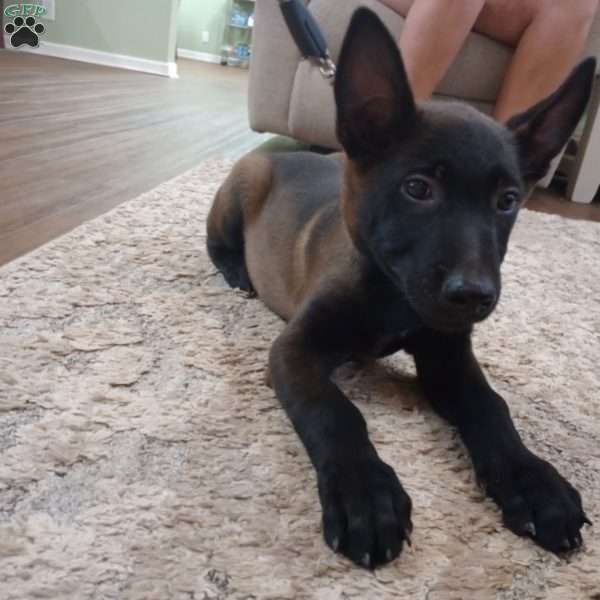 Brad Pitt, Belgian Malinois Puppy