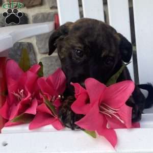 Milkyway, Labrador Mix Puppy