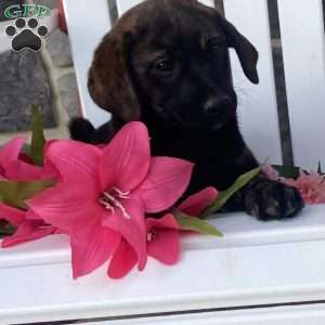 Milkyway, Labrador Mix Puppy