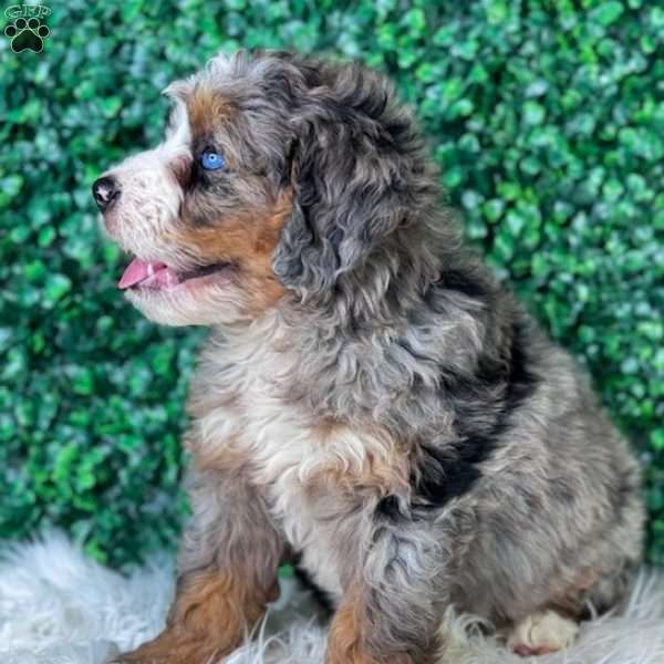 Lola, Mini Bernedoodle Puppy