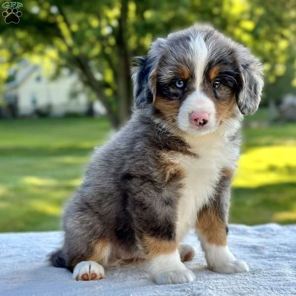 Cassy, Mini Bernedoodle Puppy