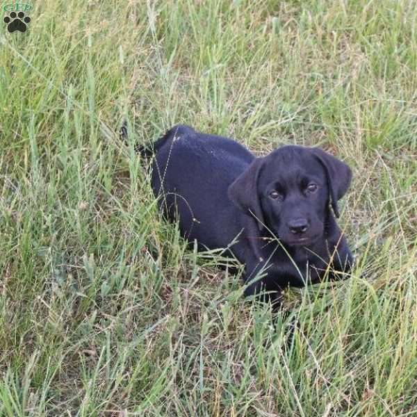 Bently, Black Labrador Retriever Puppy