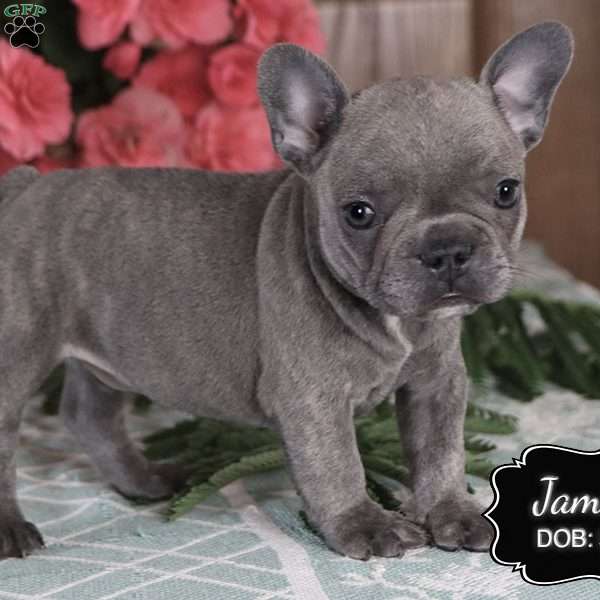 Jamin, French Bulldog Puppy