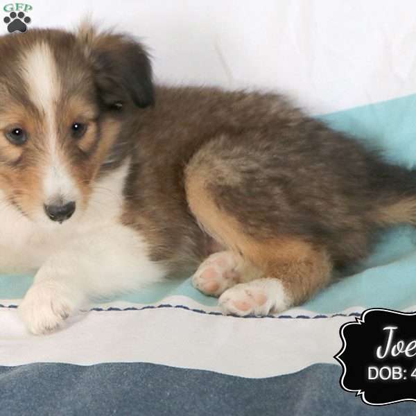 Joey, Sheltie Puppy