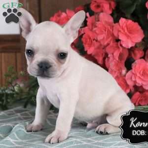 Konner, French Bulldog Puppy