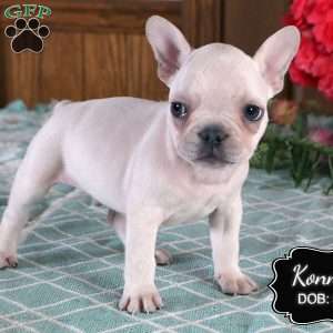 Konner, French Bulldog Puppy