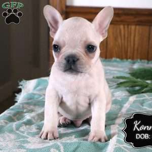 Konner, French Bulldog Puppy