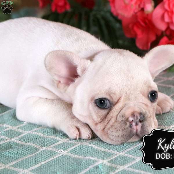 Kyler, French Bulldog Puppy