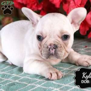 Kyler, French Bulldog Puppy