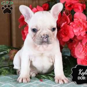 Kyler, French Bulldog Puppy