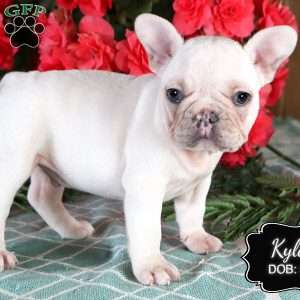 Kyler, French Bulldog Puppy