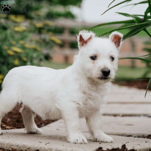 Lamar, West Highland Terrier Puppy