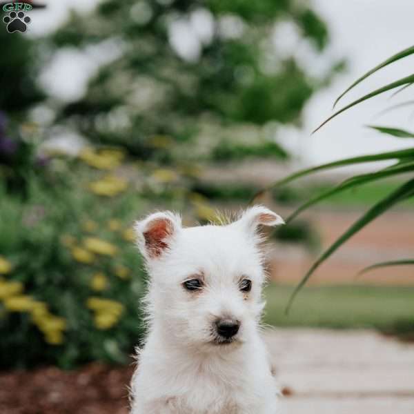 Lexy, West Highland Terrier Puppy