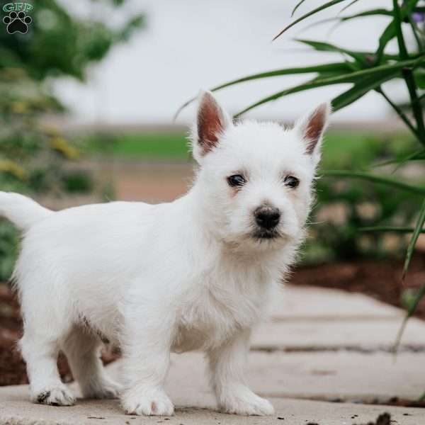 Lucky, West Highland Terrier Puppy