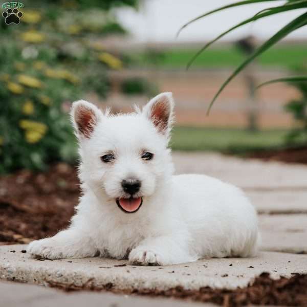 Lucy, West Highland Terrier Puppy