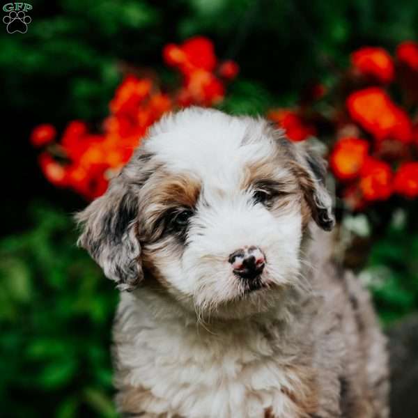 Mabel, Mini Bernedoodle Puppy