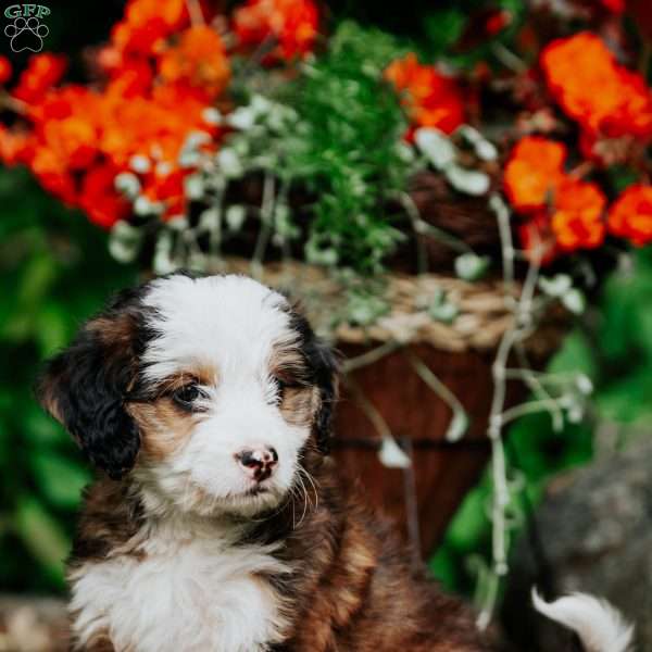 Maggie, Mini Bernedoodle Puppy