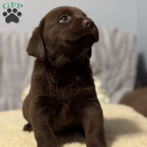 Chocolate Labrador Retriever Puppies for Sale Greenfield Puppies