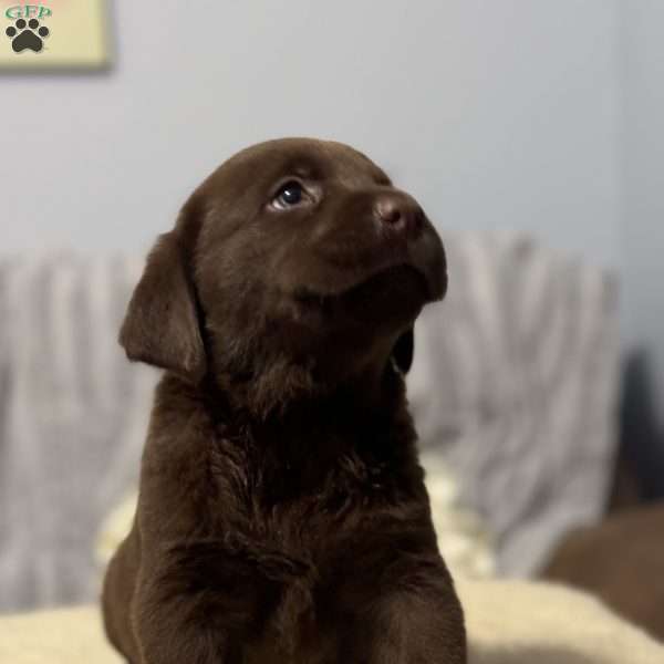 Dakota, Chocolate Labrador Retriever Puppy