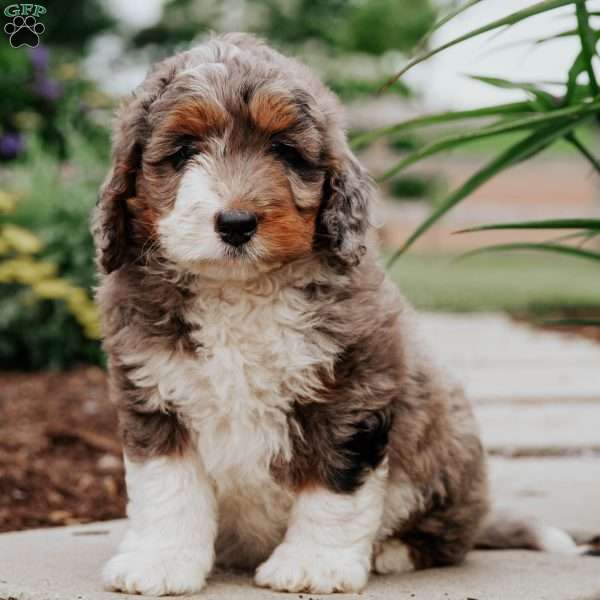 Marley, Bernedoodle Puppy