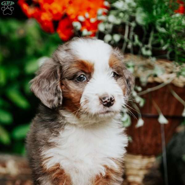 Mason, Mini Bernedoodle Puppy