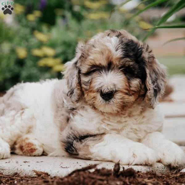 Mason, Bernedoodle Puppy