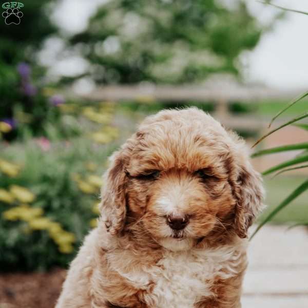 Max, Bernedoodle Puppy