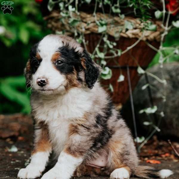 Megan, Mini Bernedoodle Puppy